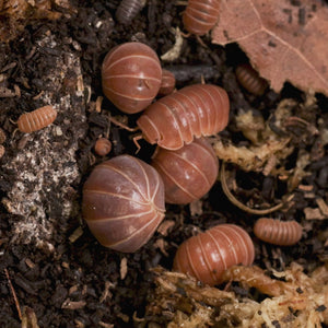 Armadillo officinalis 'Orange Crush' Isopods