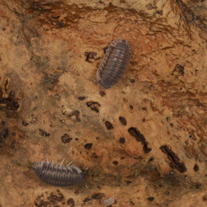 Cubaris sp.  ‘Happy Nun’ Isopods