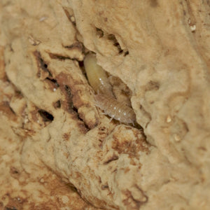 Niambia capensis 'African Cape' Isopods