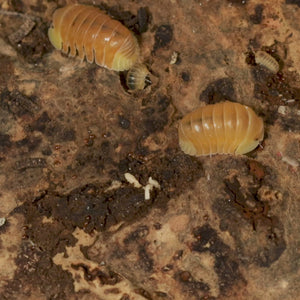 Cubaris sp.  ‘Blonde Rubber Ducky’ Isopods