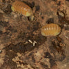 Cubaris sp.  ‘Blonde Rubber Ducky’ Isopods