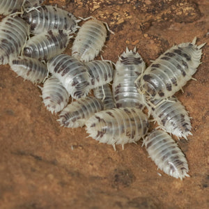 Porcellio laevis 'Dairy Cow' Isopods