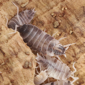 Porcellionides pruinosus 'Oreo Crumble' Isopods