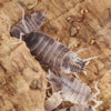 Porcellionides pruinosus 'Oreo Crumble' Isopods