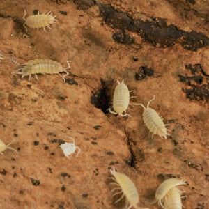 Porcellionides pruinosus 'White Out' Isopods
