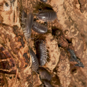 Cylisticus convexus ‘Curly’ Isopods