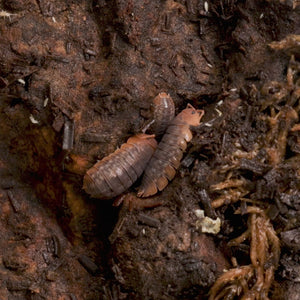 Sinodillo sp. (Formerly Merulanella) ‘Vietnam’ Isopods