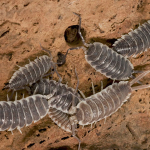 Porcellio hoffmannseggi ‘Titan’ Isopods