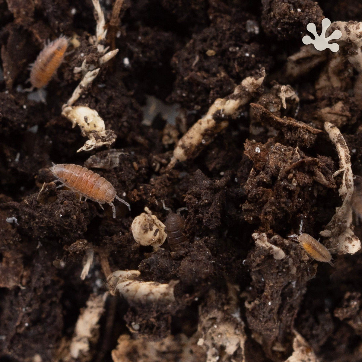 Trichoniscidae sp. 'Dwarf Purple' Isopods