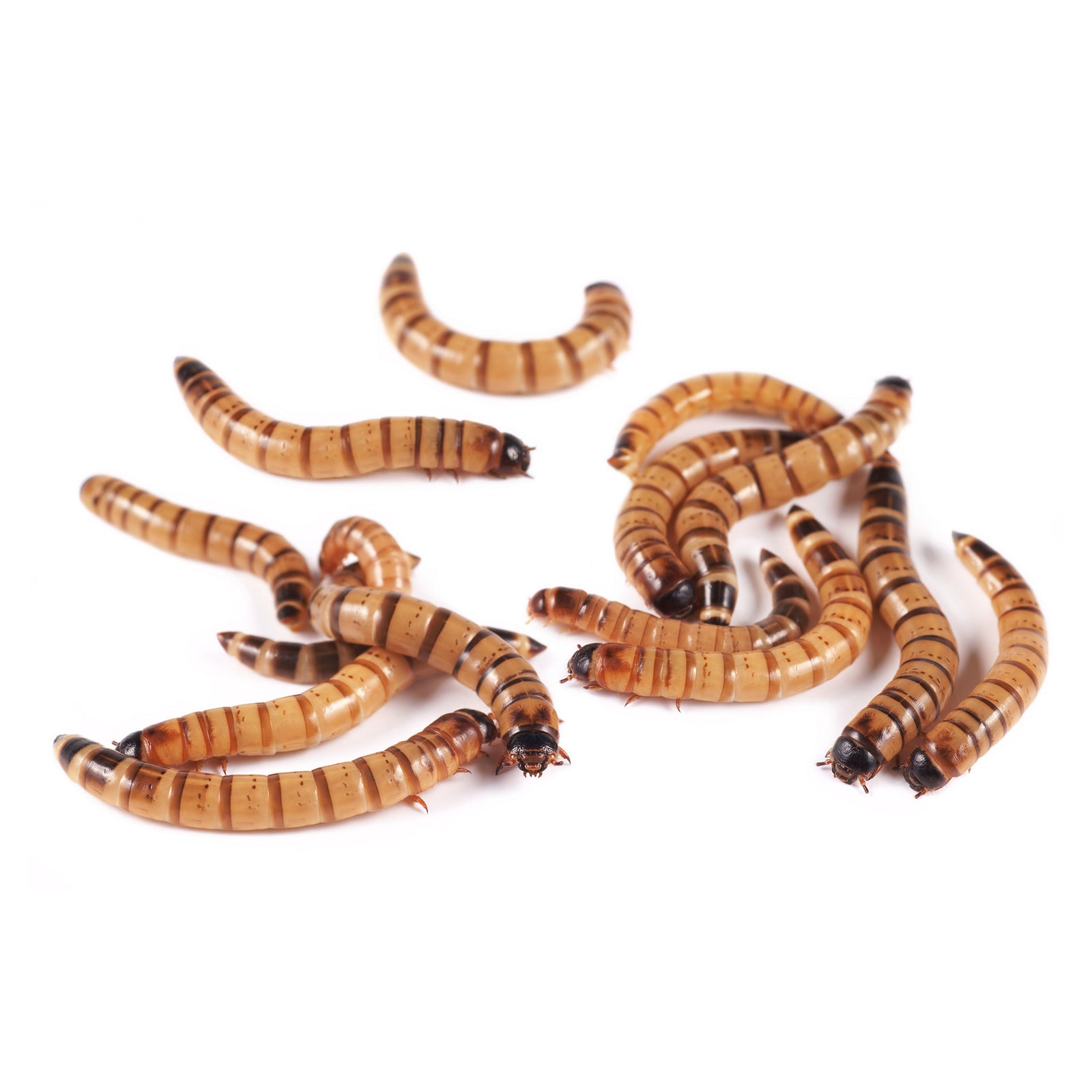 500 Small (1/4 Inch) Live Crickets - Premium Reptile & Amphibian Food From Bassett's