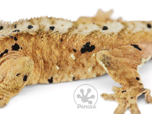 Male Tailless Super Dalmatian Crested Gecko, fired up, facing left, close up of the left laterals. 0620