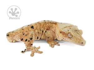 Male Tailless Super Dalmatian Crested Gecko, fired up, facing right, full right side view. 0620