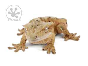 Male Tailless Super Dalmatian Crested Gecko, fired up, facing front, close up of the face, full body in frame. 0620
