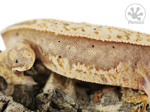 Juvenile Male Tailless Pinstripe Crested Gecko, fired up, facing right, close up of the right laterals. 0585