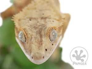 Juvenile Male Tailless Pinstripe Crested Gecko, fired up, facing front, close up of the face. 0585