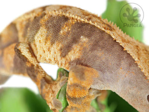Juvenile Male XXX Crested Gecko, fired up, facing right, close up of the right laterals. 0624