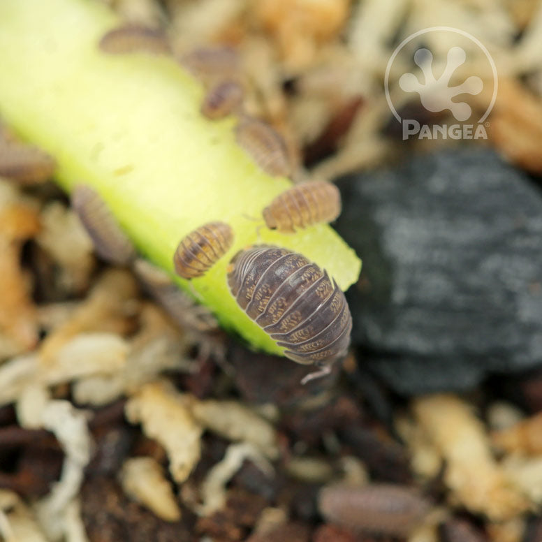 Cubaris murina 'Little Sea' Isopods - Pangea Reptile LLC