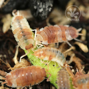 Porcellio scaber 'Koi Mix' Isopods