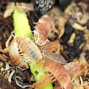 Family of Porcellio scaber 'Koi Mix' Isopods