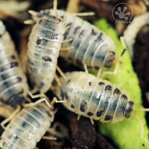 Porcellio laevis 'Dairy Cow' Isopods eating