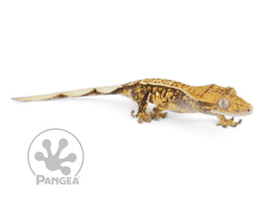 Juvenile Female Partial Pinstripe Extreme Crested Gecko, fired up, facing right, full right side view. 0631