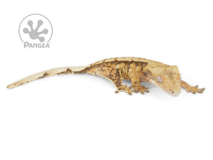 Female Partial Pinstripe Extreme Crested Gecko Cr-0630