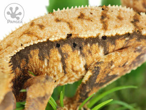 Female Partial Pinstripe Extreme Crested Gecko Cr-0630