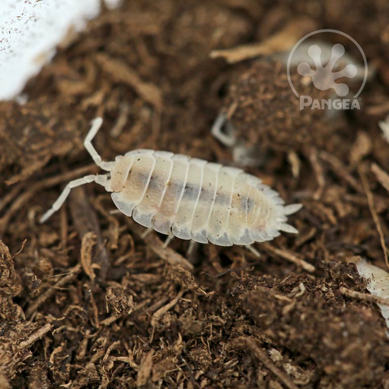 Porcellio scaber 'Ghost Dalmation' Isopod