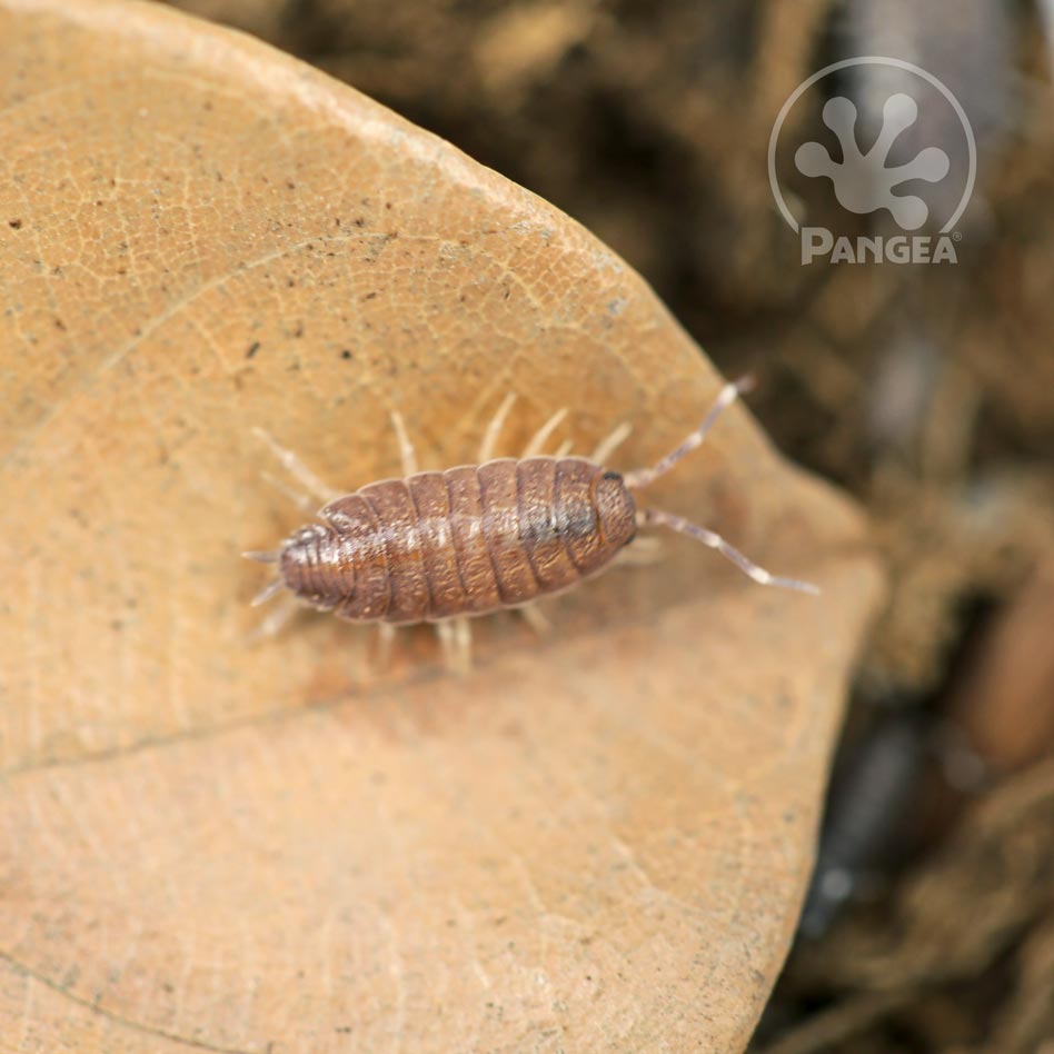 Porcellionides pruinosus 'Powder Blue' Isopods - Pangea Reptile LLC