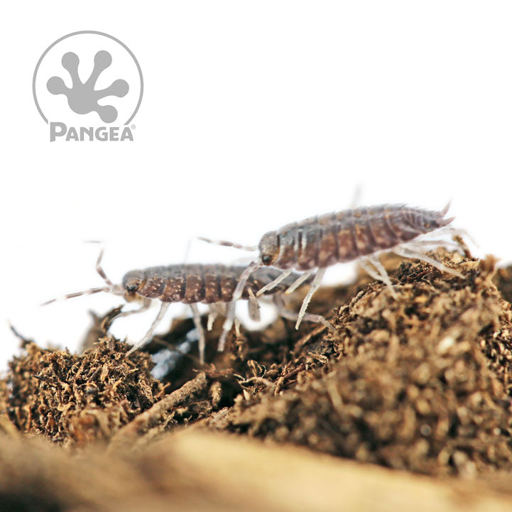 Porcellionides pruinosus 'Powder Blue' Isopods - Pangea Reptile LLC