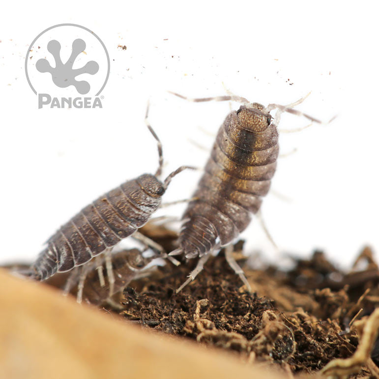 Porcellionides pruinosus 'Powder Blue' Isopods - Pangea Reptile LLC