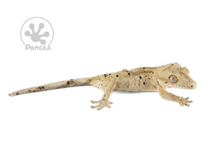 Juvenile Male Super Dalmatian Crested Gecko, not fired up, facing right, full right side view. 0643