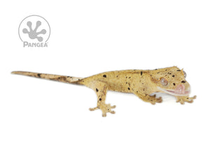 Female Brindle Super Dalmatian Crested Gecko Cr-0647