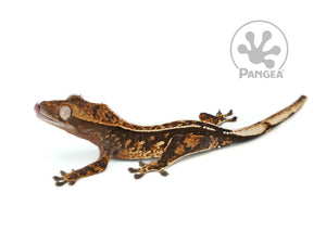 Juvenile Dark Partial Pinstripe Crested Gecko, fired up, facing left, full left side view. 0648