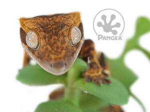 Juvenile Dark Partial Pinstripe Crested Gecko, fired up, facing front, close up of the face. 0648