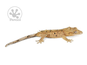 Juvenile Male Super Dalmatian Crested Gecko, fired up, facing right, full right side view. 0643