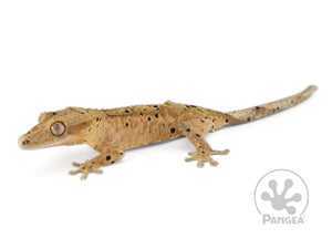 Juvenile Male Super Dalmatian Crested Gecko, fired up, facing left full left side view. 0643