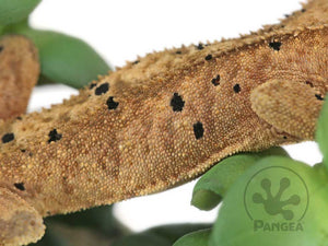 Juvenile Male Super Dalmatian Crested Gecko, fired up, facing right, close up of the right laterals. 0643