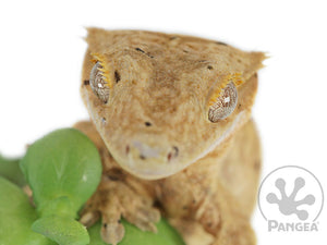 Juvenile Male Super Dalmatian Crested Gecko, fired up, facing front, close up of the face. 0643