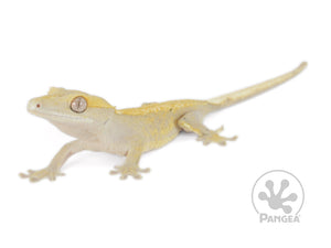 Female Yellow Solid Back Crested Gecko, not fired up, facing left and slightly front, full left side view. 0649