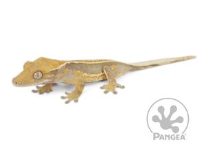 Juvenile Female Pinstripe Crested Gecko, not fired up, facing left, full left side view. 0654
