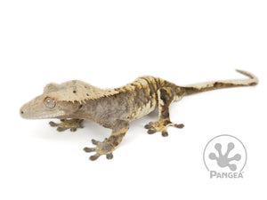 Male Extreme Harlequin Crested Gecko, not fired up, facing left, full left side view. 0656