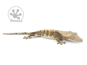 Male Extreme Harlequin Crested Gecko, not fired up, facing right, full right side view. 0656