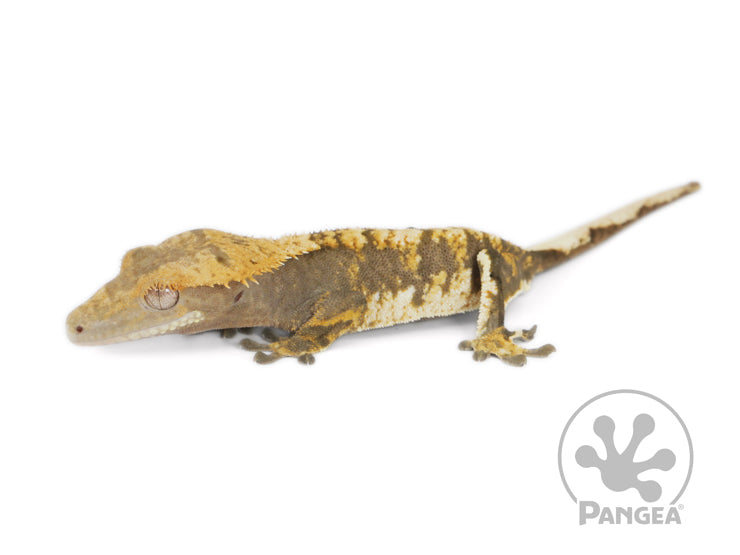 Male Extreme Harlequin Crested Gecko, fired up, facing left, full left side view. 0656