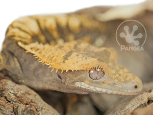 Male Extreme Harlequin Crested Gecko, fired up, facing right, close up of the right side of the face, partial view of the left laterals and dorsal. 0656