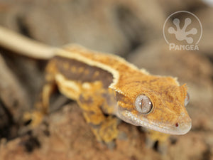 Juvenile Female Pinstripe Crested Gecko, fired up, facing right and front, close up of the right side of the face, almost a full right side view. 0654