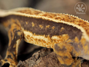 Juvenile Female Pinstripe Crested Gecko, fired up, facing right, close up of the right side laterals. 0654