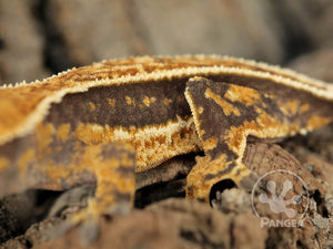 Juvenile Female Pinstripe Crested Gecko, fired up, facing left, close up of the left side laterals. 0654