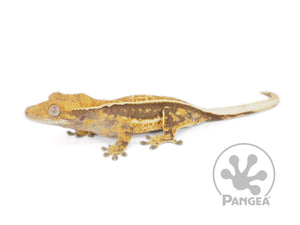 Juvenile Female Pinstripe Crested Gecko, fired up, facing left, full left side view. 0654