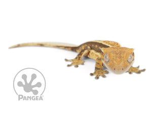 Juvenile Female Pinstripe Crested Gecko, fired up, facing front and slight right, close up of the face, almost full view of the right side. 0654